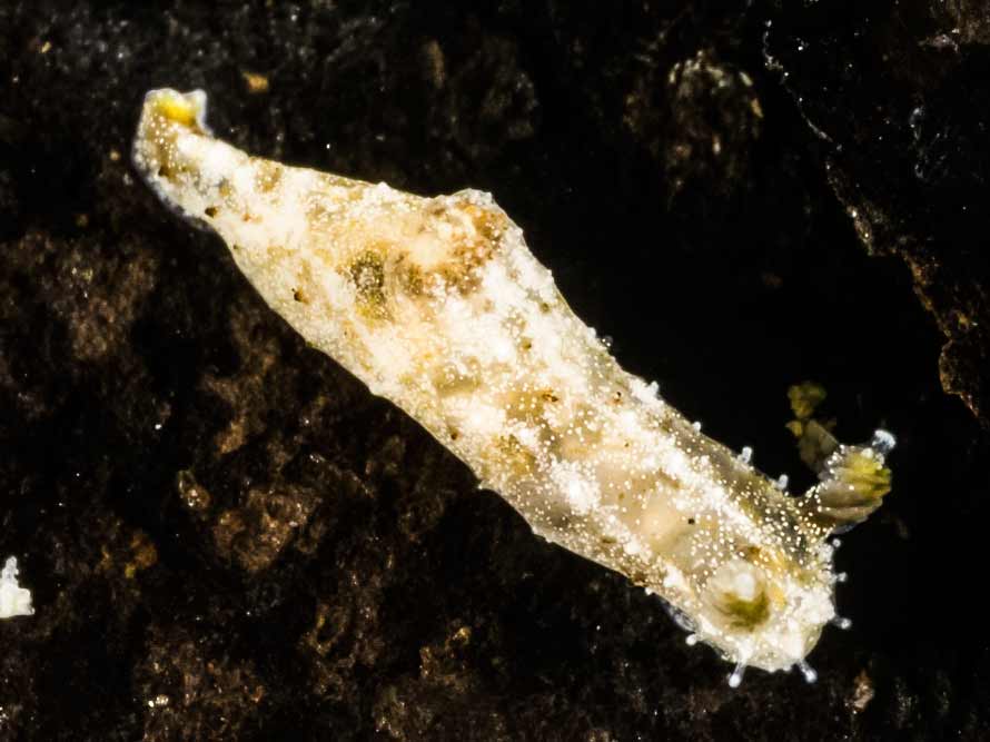 Polycera sp. 3